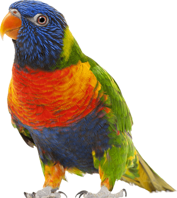 Rainbow Lorikeet